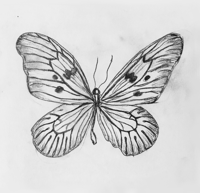 butterfly