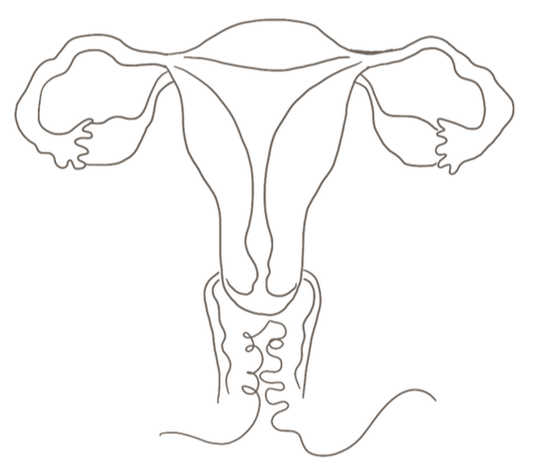 vulva with string